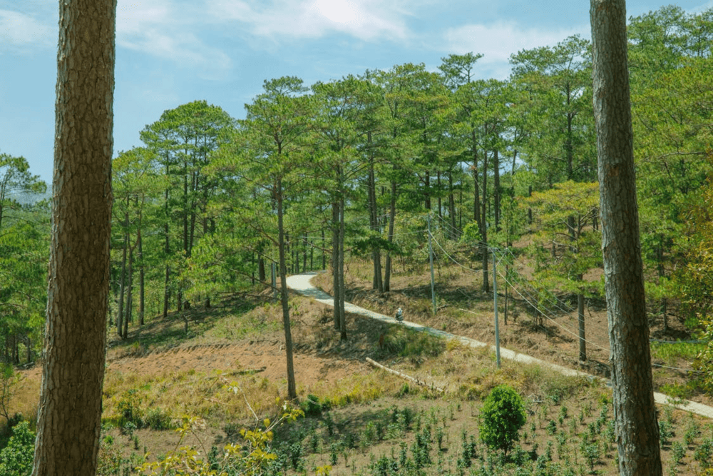 Bao Loc Pass connects the southern lowlands to the Central Highlands, with cool air and lush green slopes (Source: Pexels)